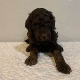 Chocolate male - Brown Poodle puppy in Pleasant View, Utah from Rocky Mountain Poodles