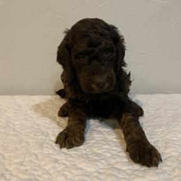 Chocolate male - Brown Poodle puppy in Pleasant View, Utah from Rocky Mountain Poodles