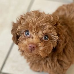 Mookie - Poodle
