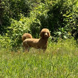 Toto (now Cooper) - Red  Poodle puppy in Greensboro, North Carolina from Joyful Poodles
