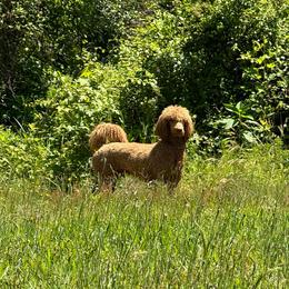 Toto (now Cooper) - Red  Poodle puppy in Greensboro, North Carolina from Joyful Poodles