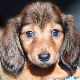 Belle Starr - Red female Dachshund puppy in Azle, Texas from American Dachshunds
