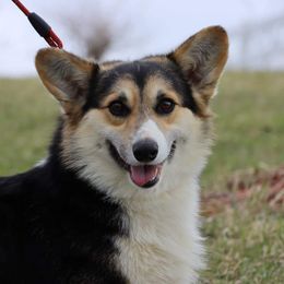 Bixby - Pembroke Welsh Corgi puppy in Unionville, Missouri from Roger That Corgi