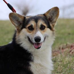 Bixby - Pembroke Welsh Corgi puppy in Unionville, Missouri from Roger That Corgi