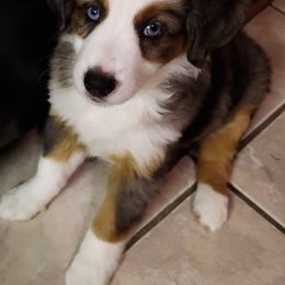 Miniature Australian Shepherd Puppies from Lakeview Mini Aussies