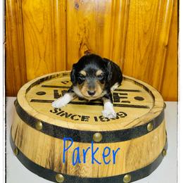 Parker - Piebald male Dachshund puppy in Cincinnati, Ohio from Caines Dachshund Farm