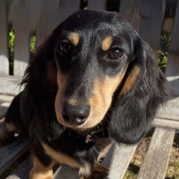 Salem - Dachshund