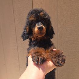 Miss Candy - Black phantom female Aussiedoodle puppy in Dolan Springs, Arizona from High Desert Companions