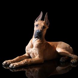 Pencil - Great Dane