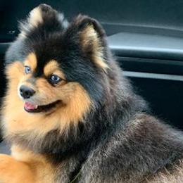 Pomskies from Pixel
