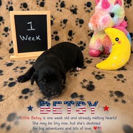 Betsy - Black and white female Sheepadoodle puppy in Glen Rose, Texas from Clevenger’s Sheepadoodle Fur Baby Farm