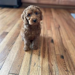 Australian Labradoodle Puppies from Wild Daisy Labradoodles