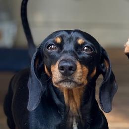 Trex - Dachshund