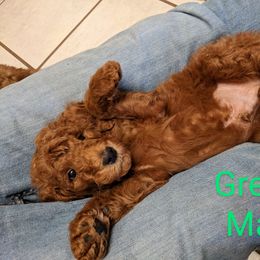 Boy 1 - Poodle puppy in Texas from Rosevly Standard Poodles