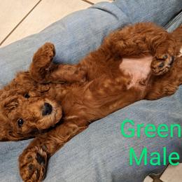 Boy 1 - Poodle puppy in Texas from Rosevly Standard Poodles