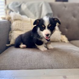 Purple Boy - Black and tan male Pembroke Welsh Corgi puppy in Vilonia, Arkansas from Lucky Pups Corgis