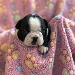 Purple - Seal brindle and white female Boston Terrier puppy in Philippi, West Virginia from Benders Boston’s