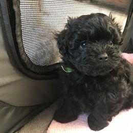 Assorted Doodle Crosses Puppies from Yoriko's Puppies