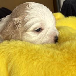 Aurora - Sable and white female Cavachon puppy in Springfield, Massachusetts from Caraid Cavachons