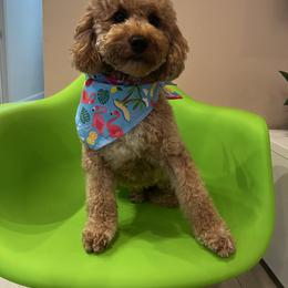 Rachel - Poodle