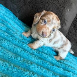 Barbie - Dapple female Dachshund puppy in Grass Valley, California from Mis Doxie