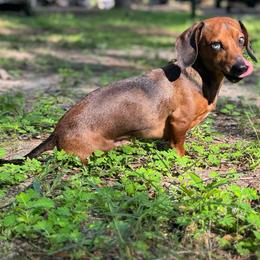 Pilgrim - Dachshund
