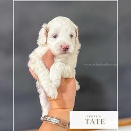 T A T E - Parti male Goldendoodle puppy in Cedar City, Utah from Cedar Doodles- Home of the Teddybear Goldendoodle
