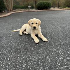 Labrador Retriever Puppies from Peachey Labradors
