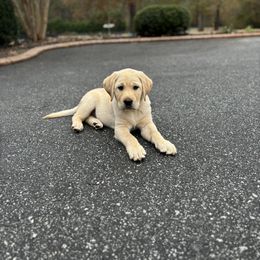 Labrador Retriever Puppies from Peachey Labradors