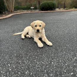 Labrador Retriever Puppies from Peachey Labradors