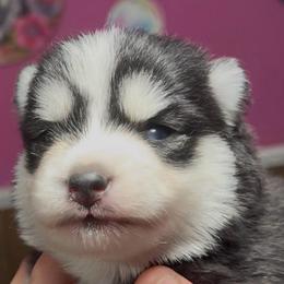 Zinger - Black and white male Pomsky puppy in Spring Hill, Florida from PDQ Pomskies