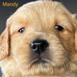 Mandy - Golden female Golden Retriever puppy in Vail, Arizona from Retrievers Gold AZ