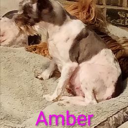 Amber - Miniature Schnauzer