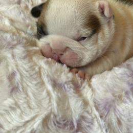 Crush - White and fawn male French Bulldog puppy in Fredericksburg, Virginia from Loved Here First