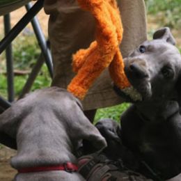 Great Dane Puppies from Sterling Danes