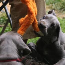 Great Dane Puppies from Sterling Danes