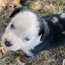 Girl 2 - Blue merle Australian Shepherd puppy in Blum, Texas from 4P Poteet Farms