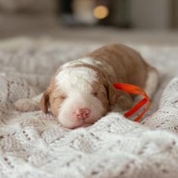 Pumpkin - Red male Bernedoodle puppy in Maricopa, Arizona from Desert Ridge Doodles