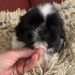 Girl 1 - Black and white female Shih Tzu puppy in Texas from A Sassy Soul Shih-Tzu