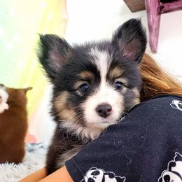 Pomsky Puppies from Candyland Pomskies