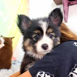 Pomsky Puppies from Candyland Pomskies