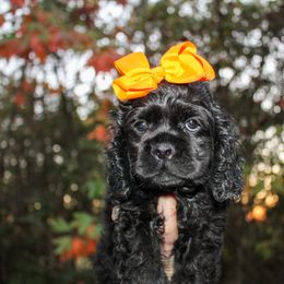 Cavalier King Charles Spaniel, Cavapoo, Cockapoo, and Cocker Spaniel Puppies from Double M Cocker Spaniels
