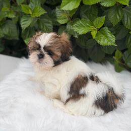 Boy4 - Tricolor male Shih Tzu puppy in Covina, California from Shih_doodle_Co