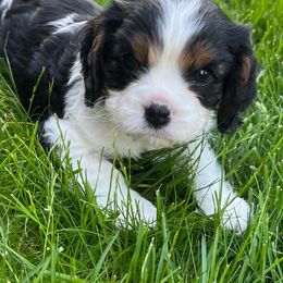 Cavalier King Charles Spaniels from NJ Cavalier King Charles Breeder