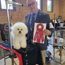 Preston - Bichon Frise