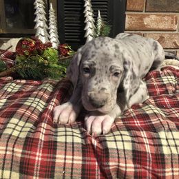 Great Dane and Miniature Schnauzer Puppies from River Valley Great Danes