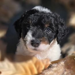 Sinatra - Tri-color male Double Doodle puppy in Prescott Valley, Arizona from Ramirez Family Doodles