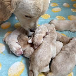 Female - Golden female Golden Retriever puppy in Norwood, North Carolina from Carolina Country Goldens and Lakeside Frenchies