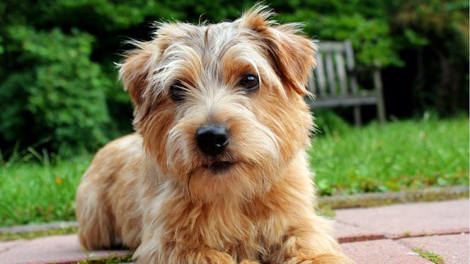 Norfolk Terrier