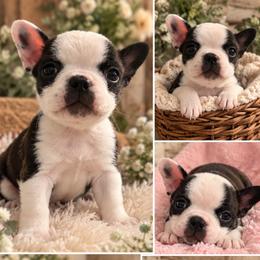 Cowgirl - Brindle and white female Boston Terrier puppy in Mascotte, Florida from The DogMother House of Bostons